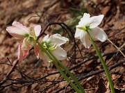 18 Helleborus niger (Ellebori)